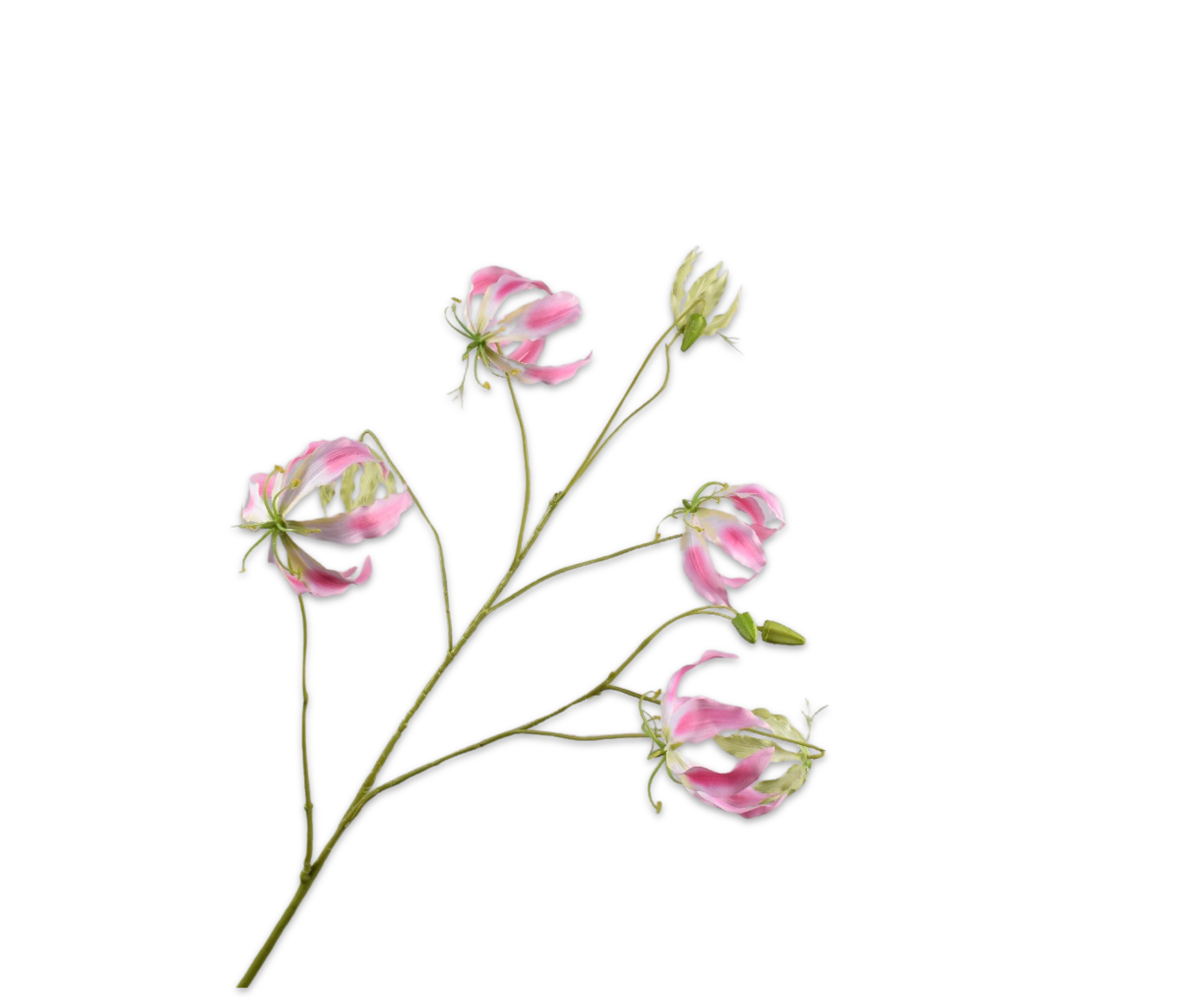 Gloriosa Tak 110cm (Roze)