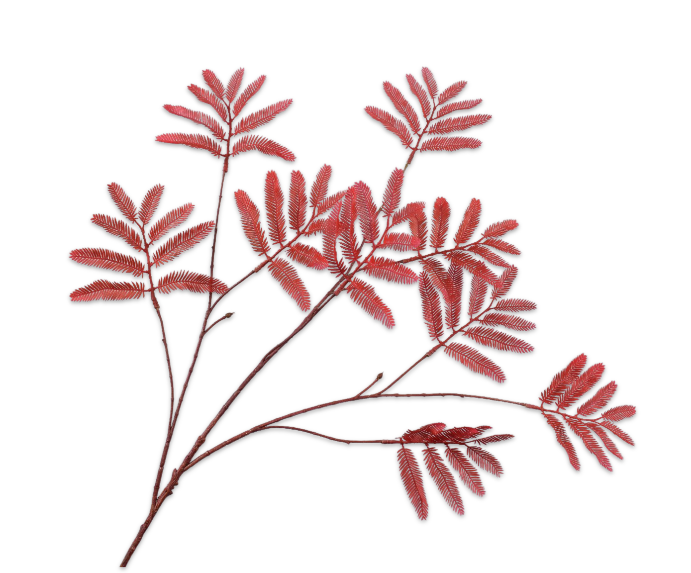 Mimosa Tak 104cm (Rood)