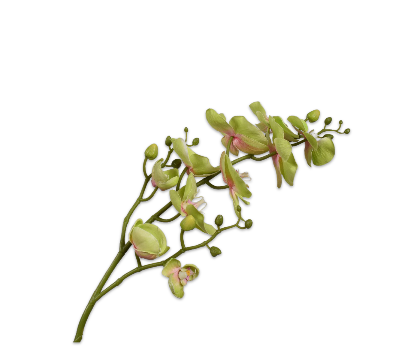 Phalaenopsis Tak 89cm (Groen)