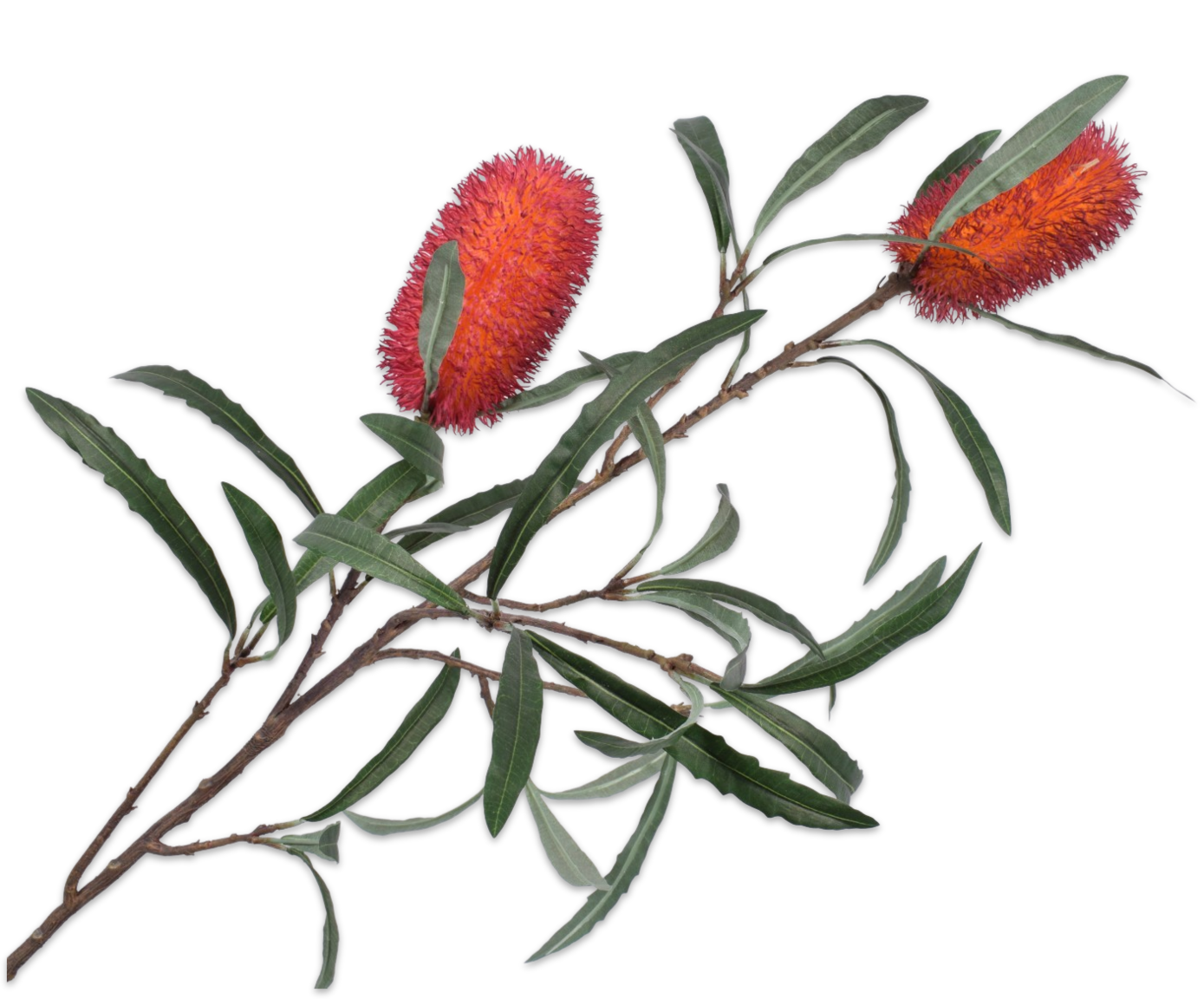 Protea Tak 88cm (Rood/Oranje)