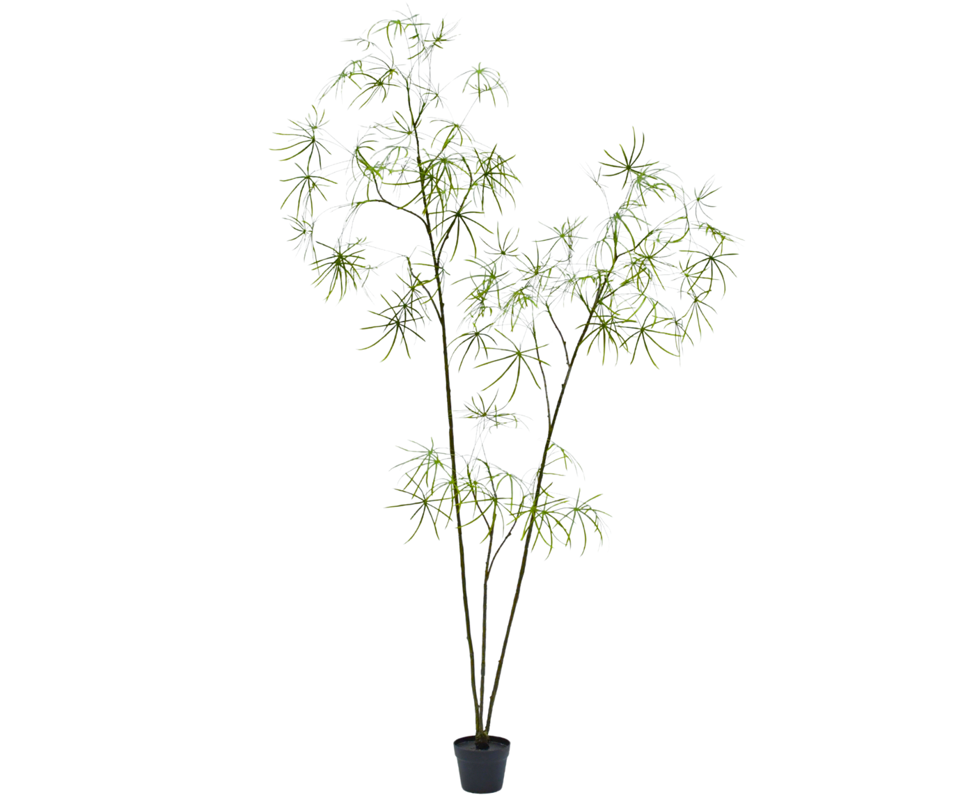 Schefflera Pot 223cm (Groen)