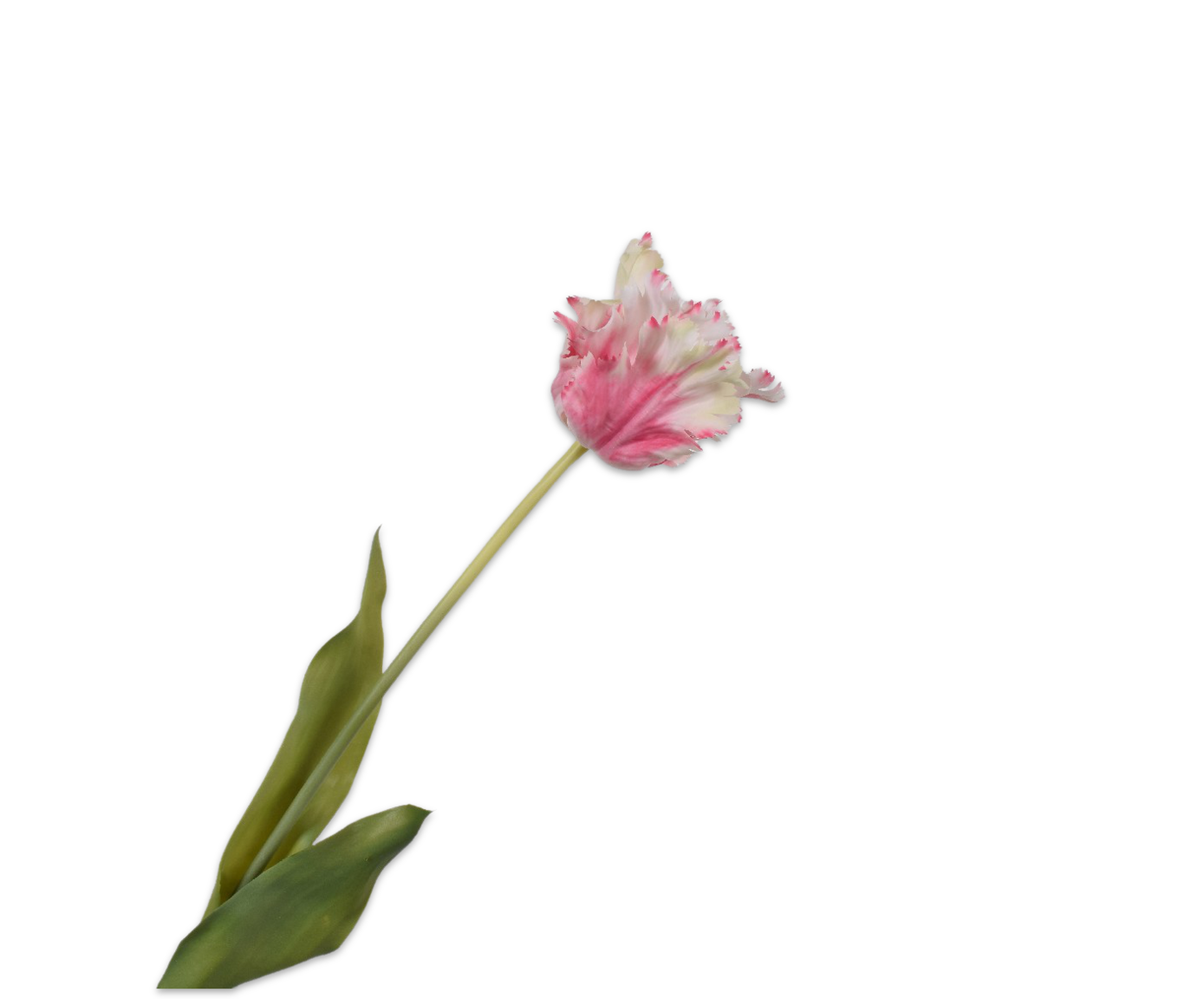 Tulp Steel 71cm (Roze/Wit)