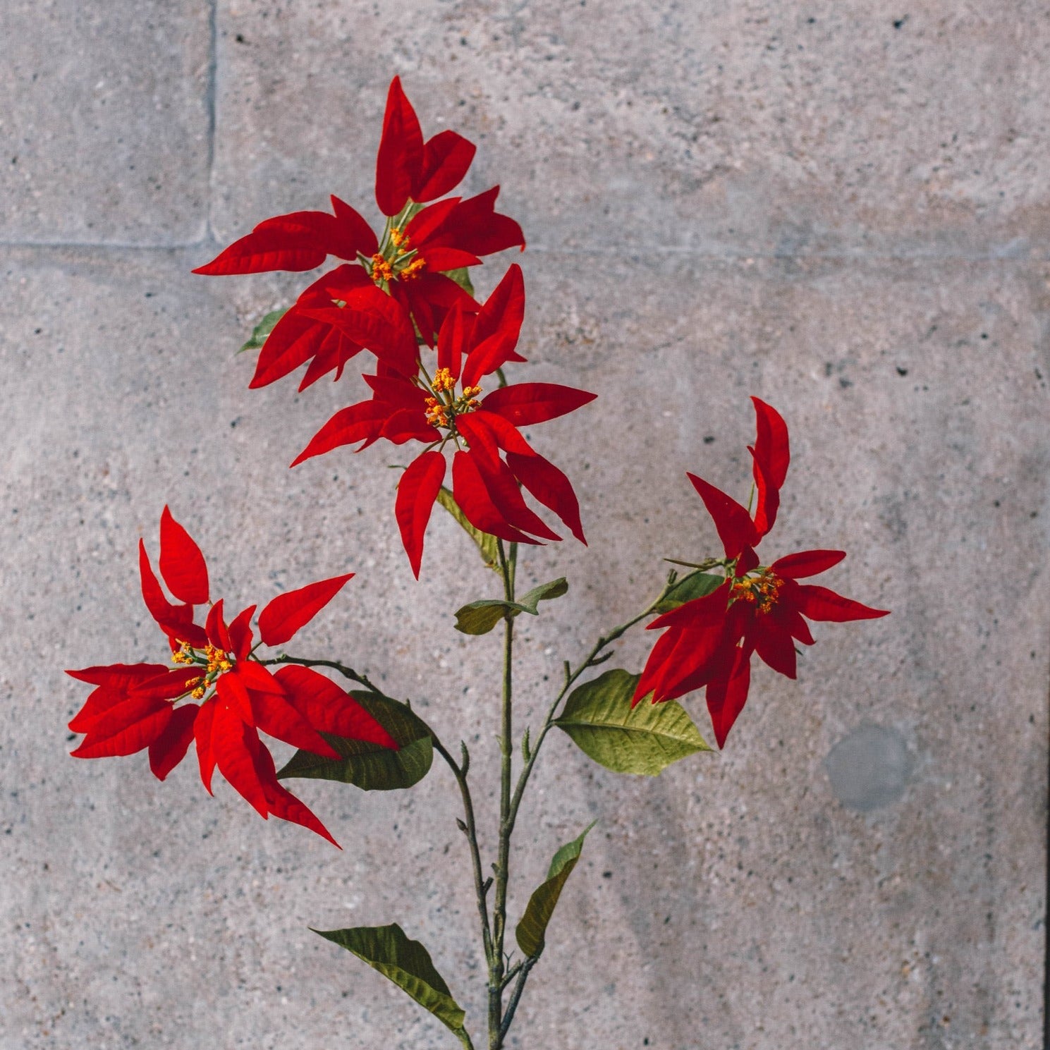 Kerstster 143cm (Rood)
