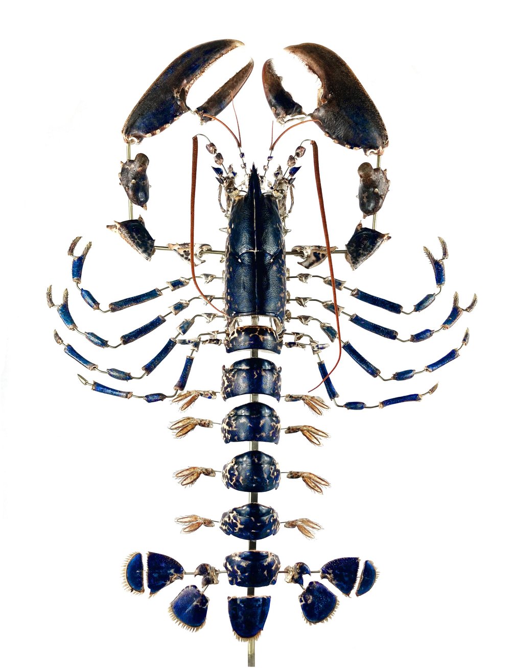 Homard Bleu (Homarus Gammarus)