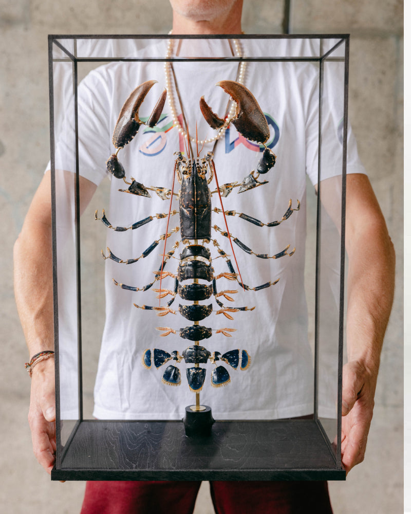 Homard Bleu (Homarus Gammarus)