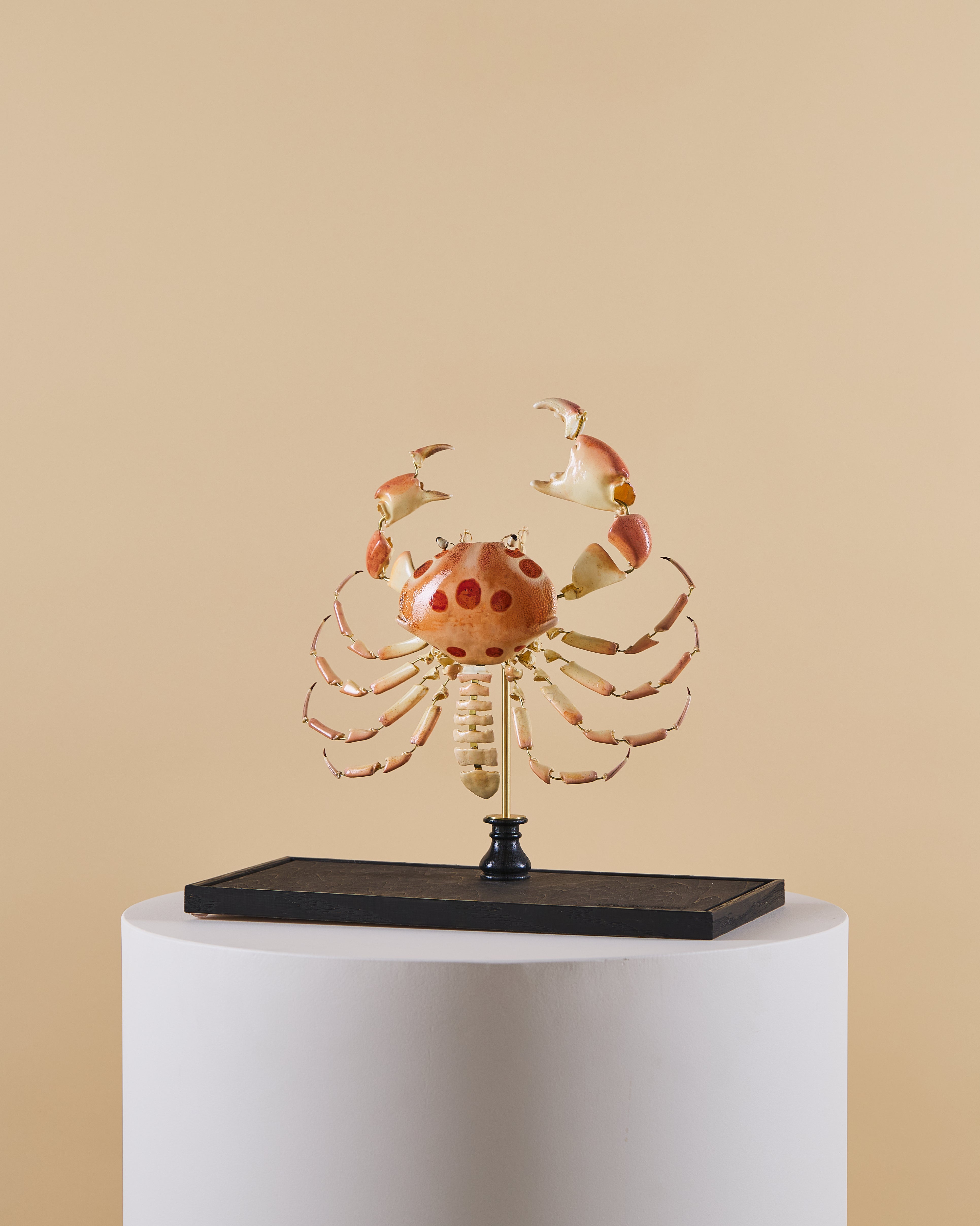 Dots Crab (Carpilius Maculatus)