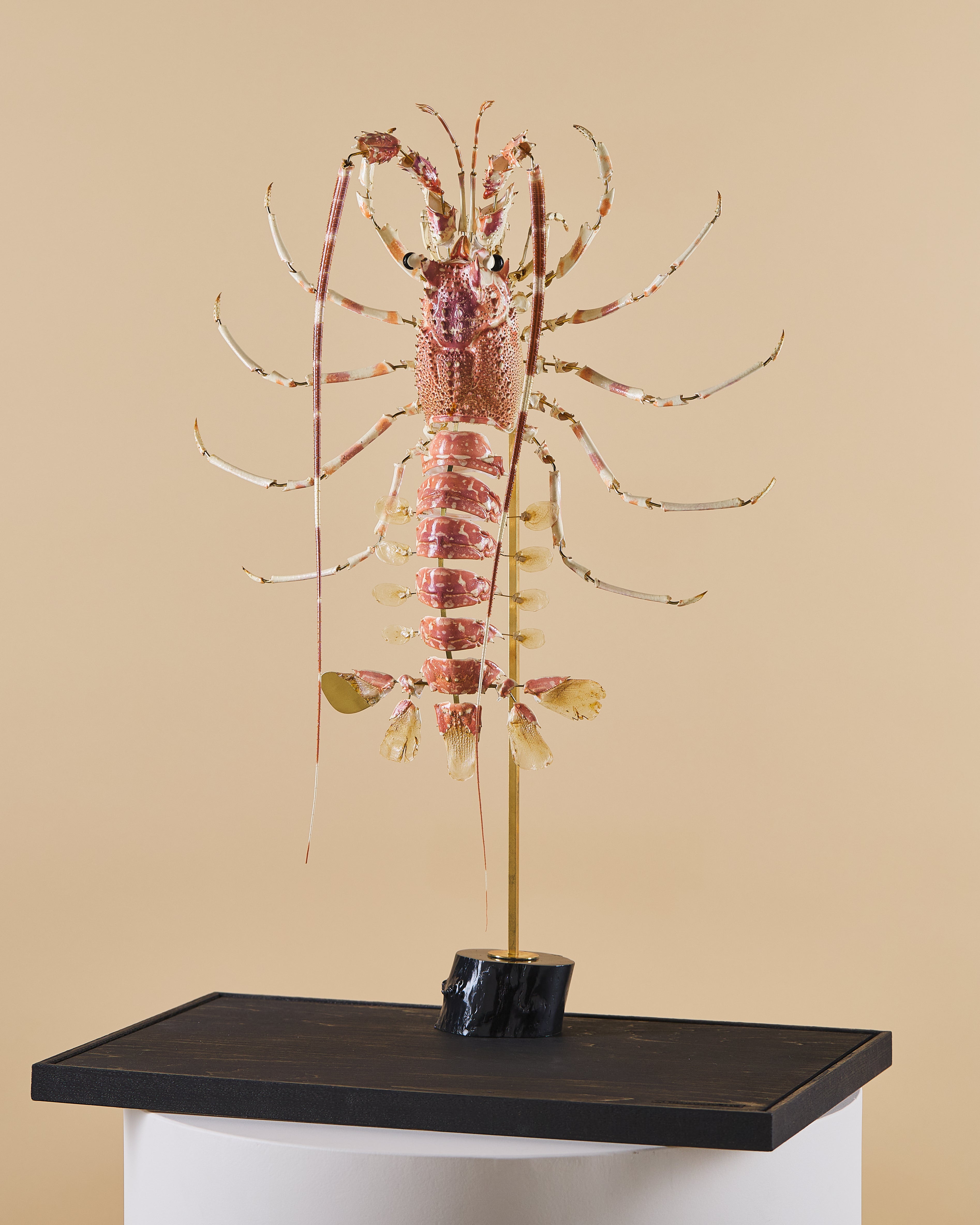 Spiny Lobster (Palinurus Elephas)