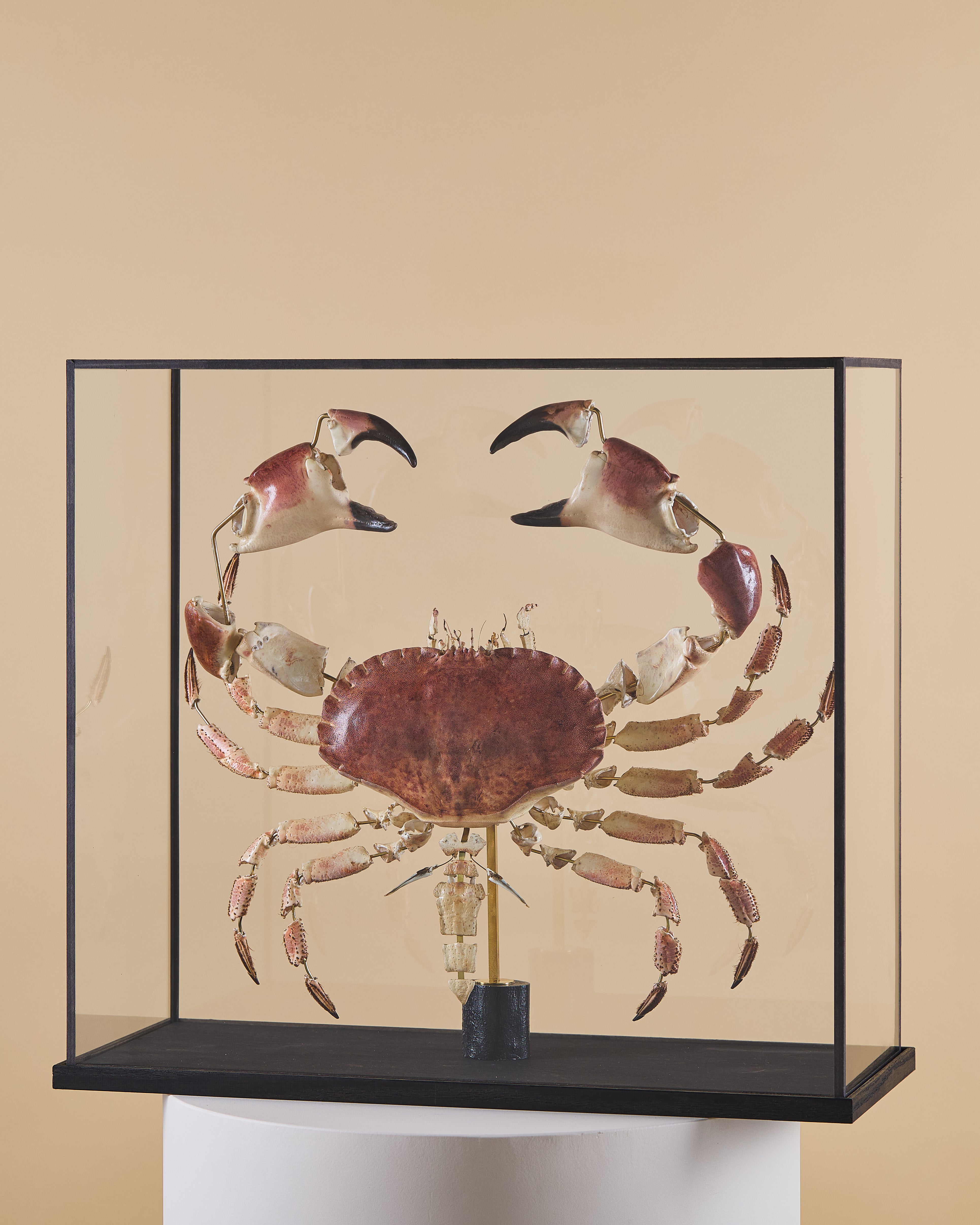 Tourteau (Cancer Pagurus)