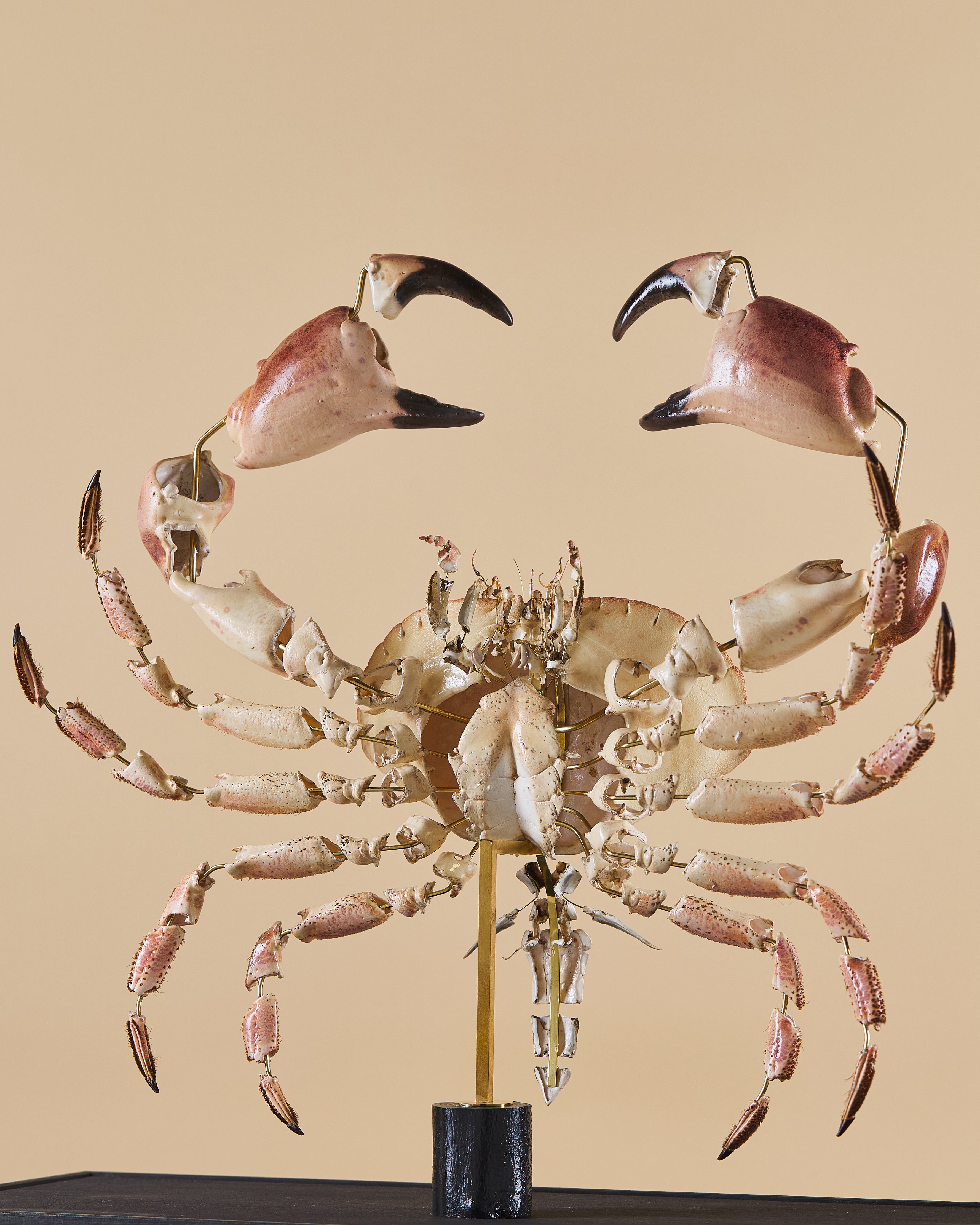 Tourteau (Cancer Pagurus)