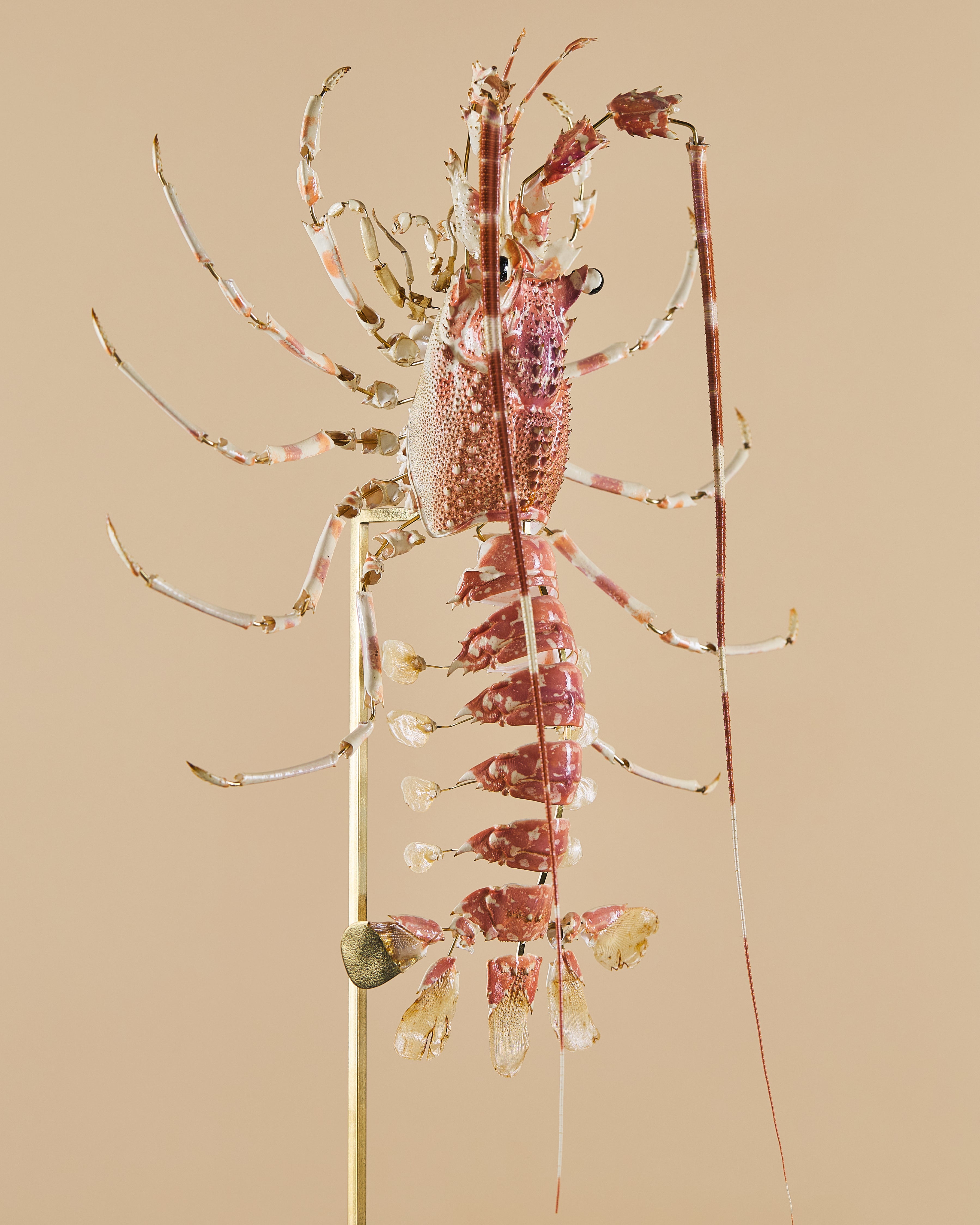 Spiny Lobster (Palinurus Elephas)