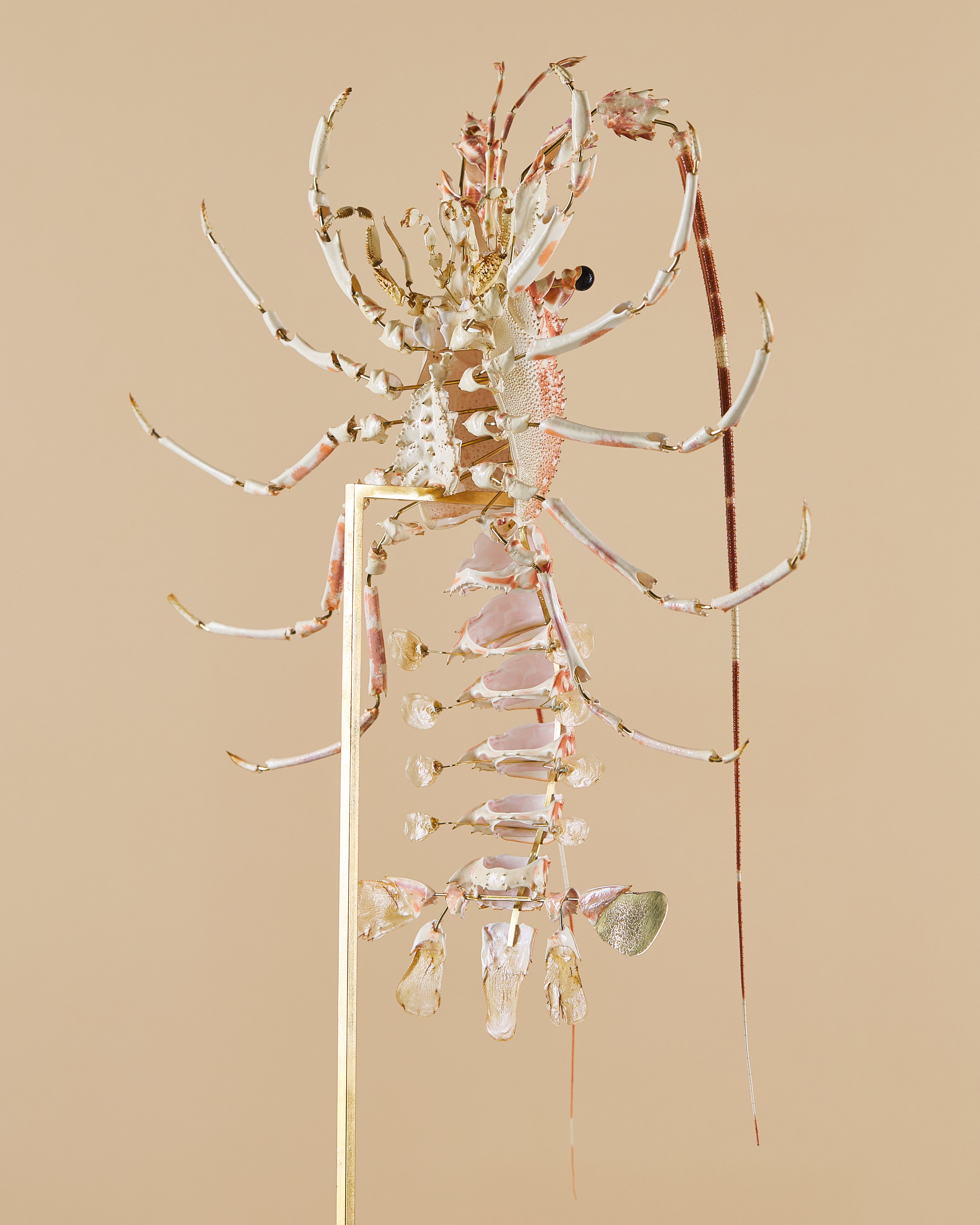 Spiny Lobster (Palinurus Elephas)