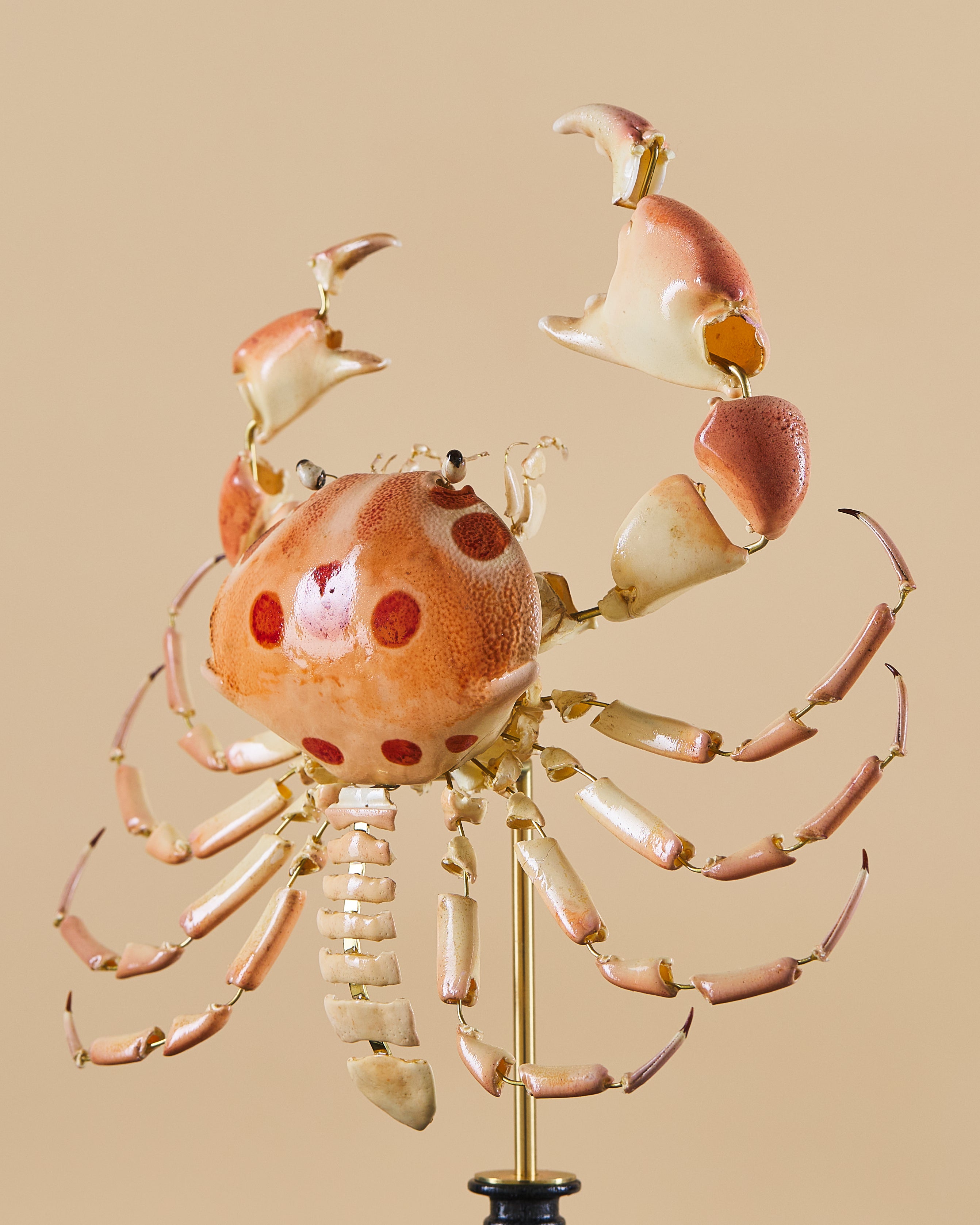Dots Crab (Carpilius Maculatus)