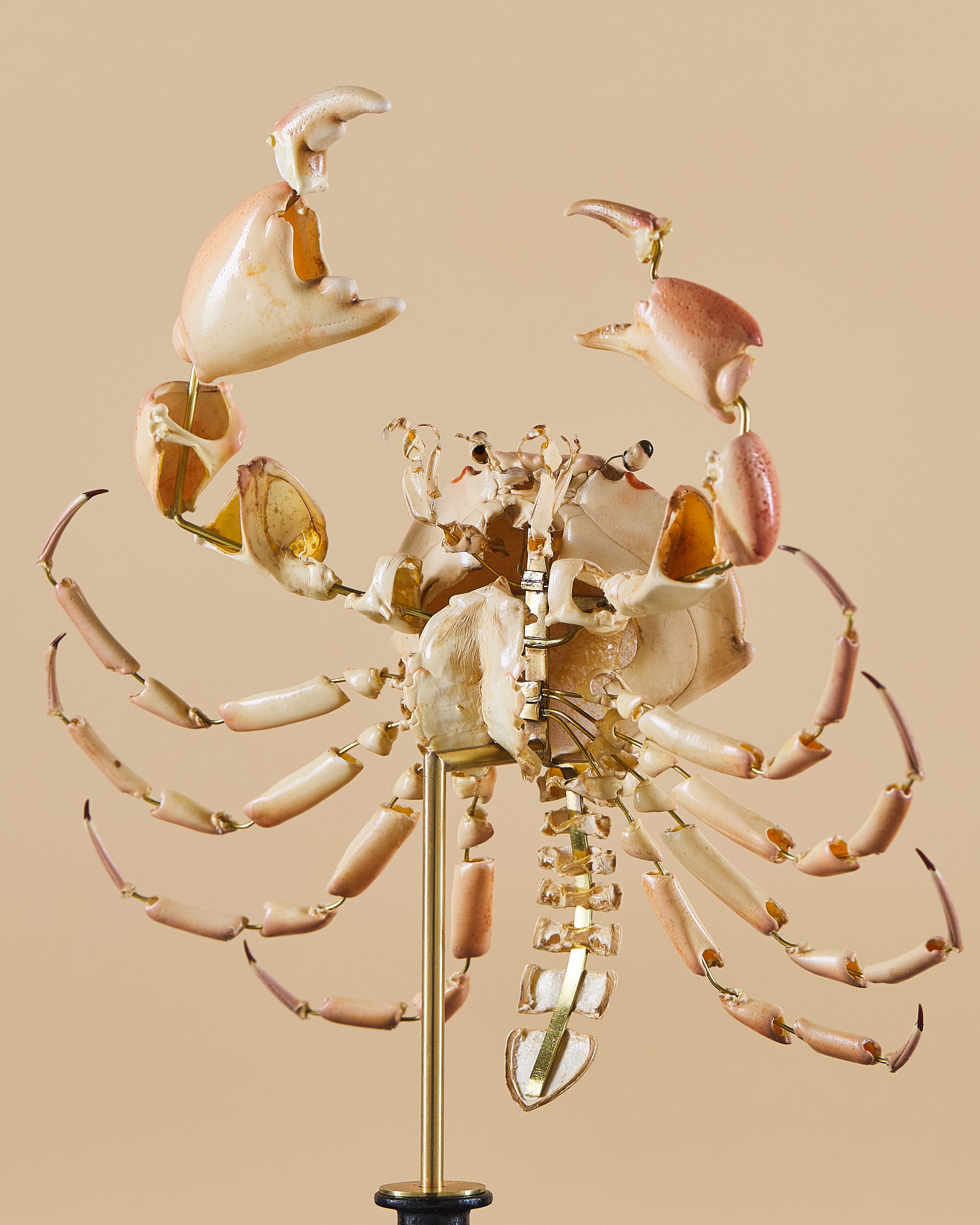 Dots Crab (Carpilius Maculatus)
