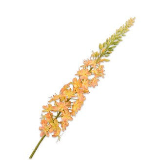 EREMURUS STEEL GEEL 107cm