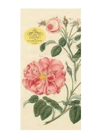 Everything Roses Notepad