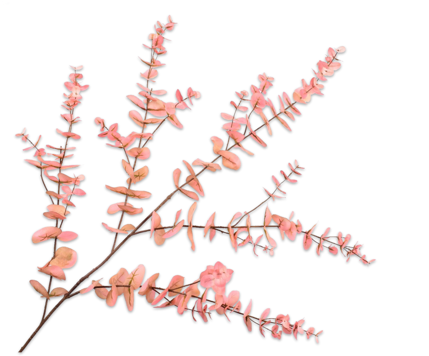 Eucalyptus Tak 143cm (Roze Bruin)