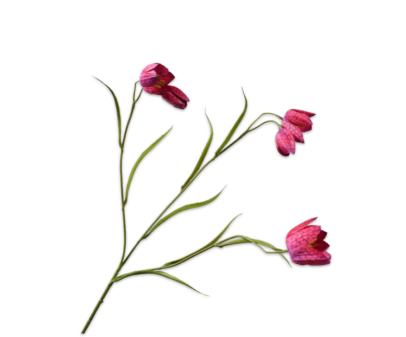 Fritillaria Tak 64cm (Beauty)