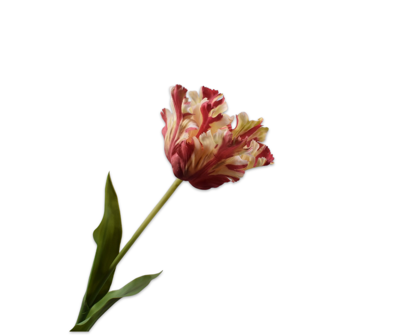 Tulp Steel Real Touch 71cm (Rood/Creme)