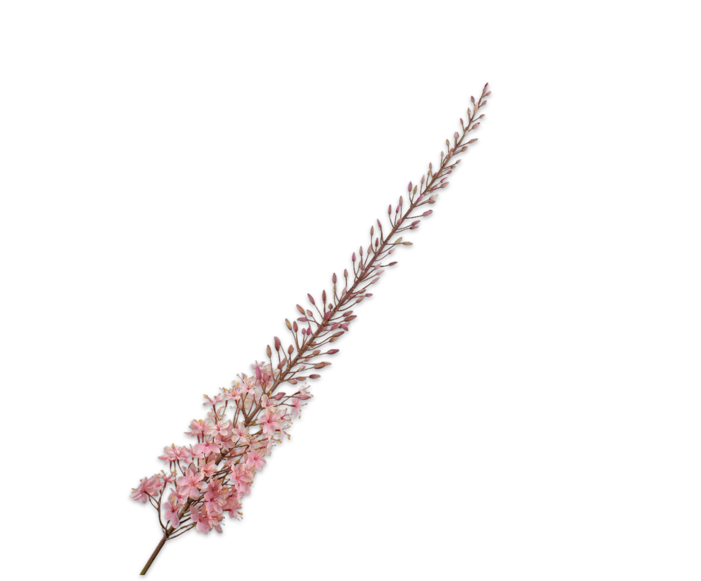 Eremurus Steel 161cm (Roze)