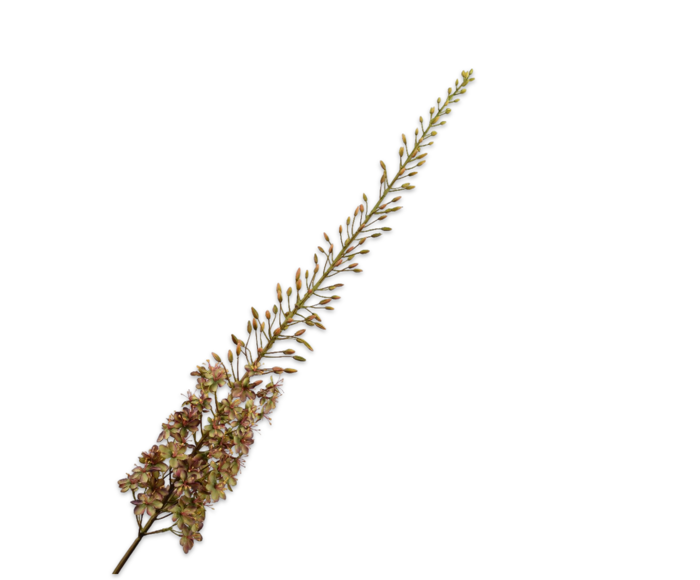 Eremurus Steel 161cm (Paars Geel)