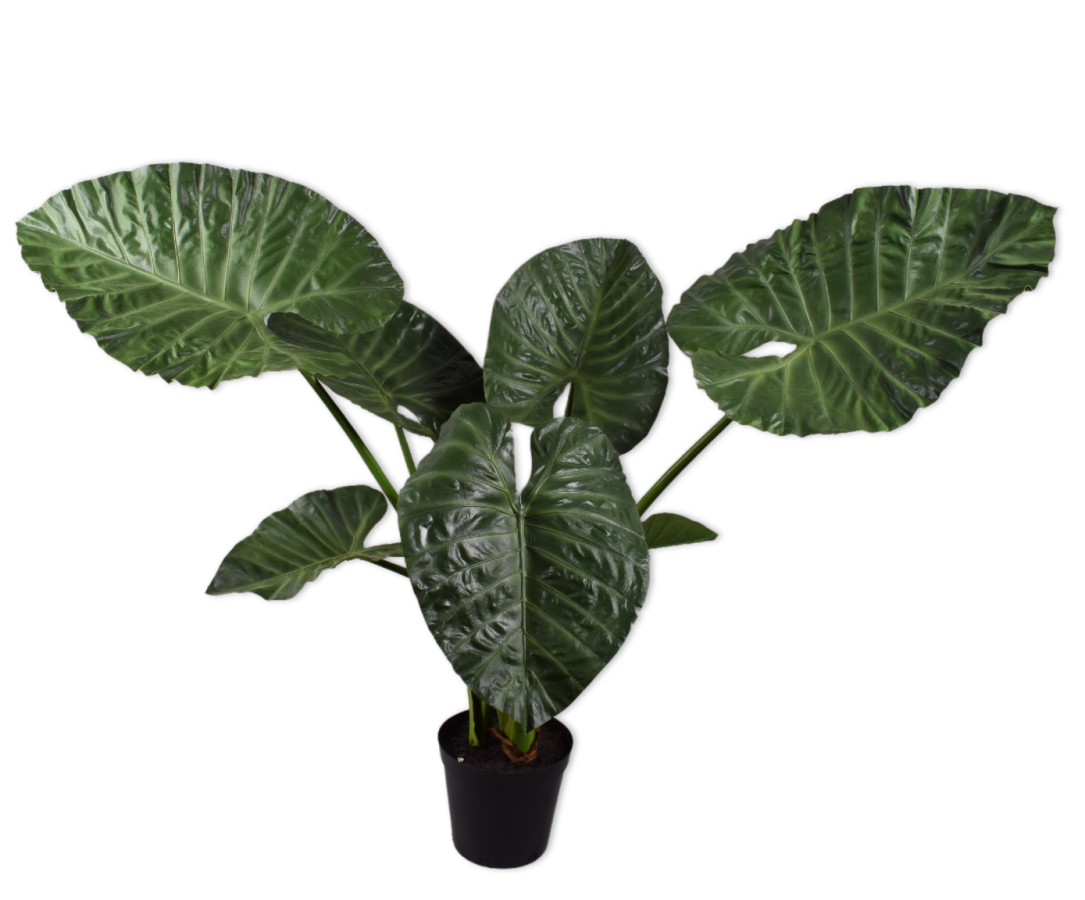 Alocasia in Pot 124cm (Groen)