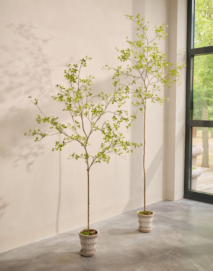 Bucida in Pot 220cm (Groen)