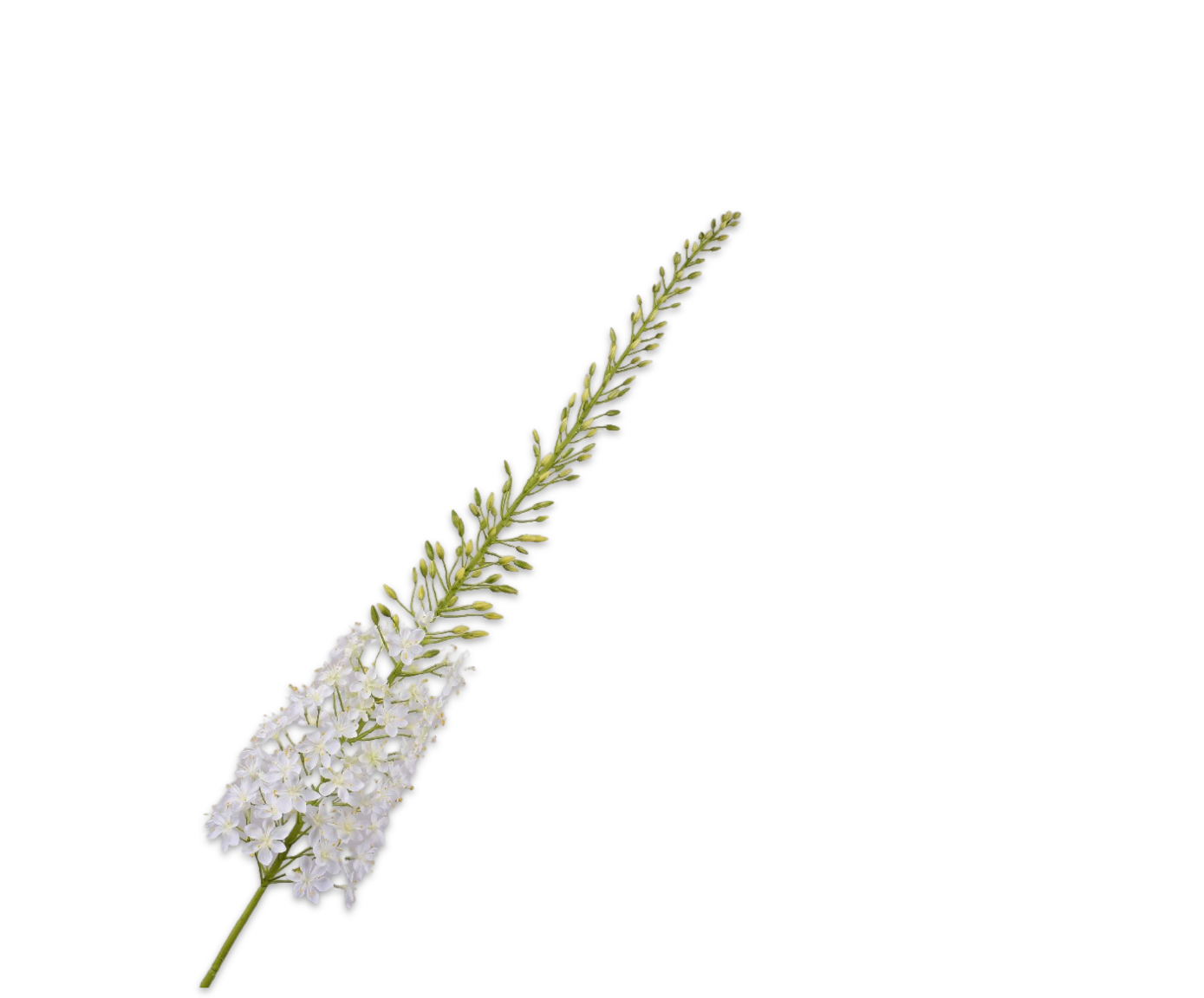 Eremurus Steel 161cm (Creme)