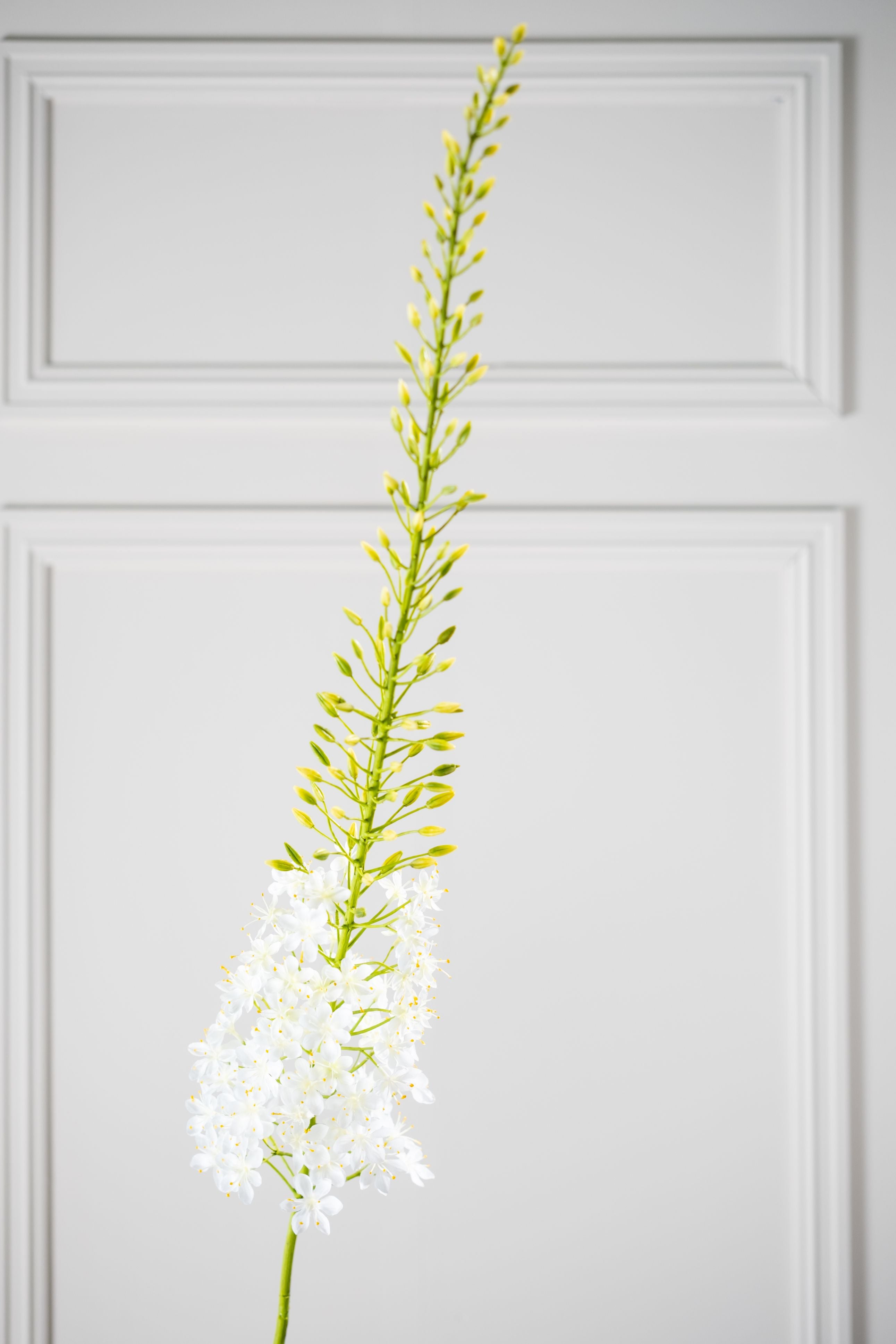 Eremurus Steel 161cm (Creme)