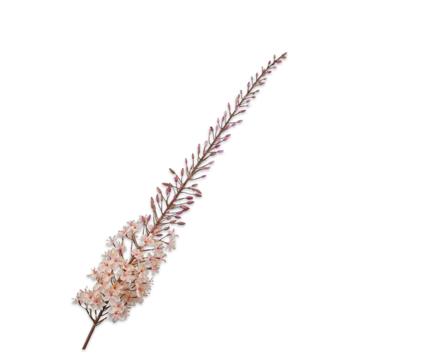 Eremurus Steel 161cm (Creme)