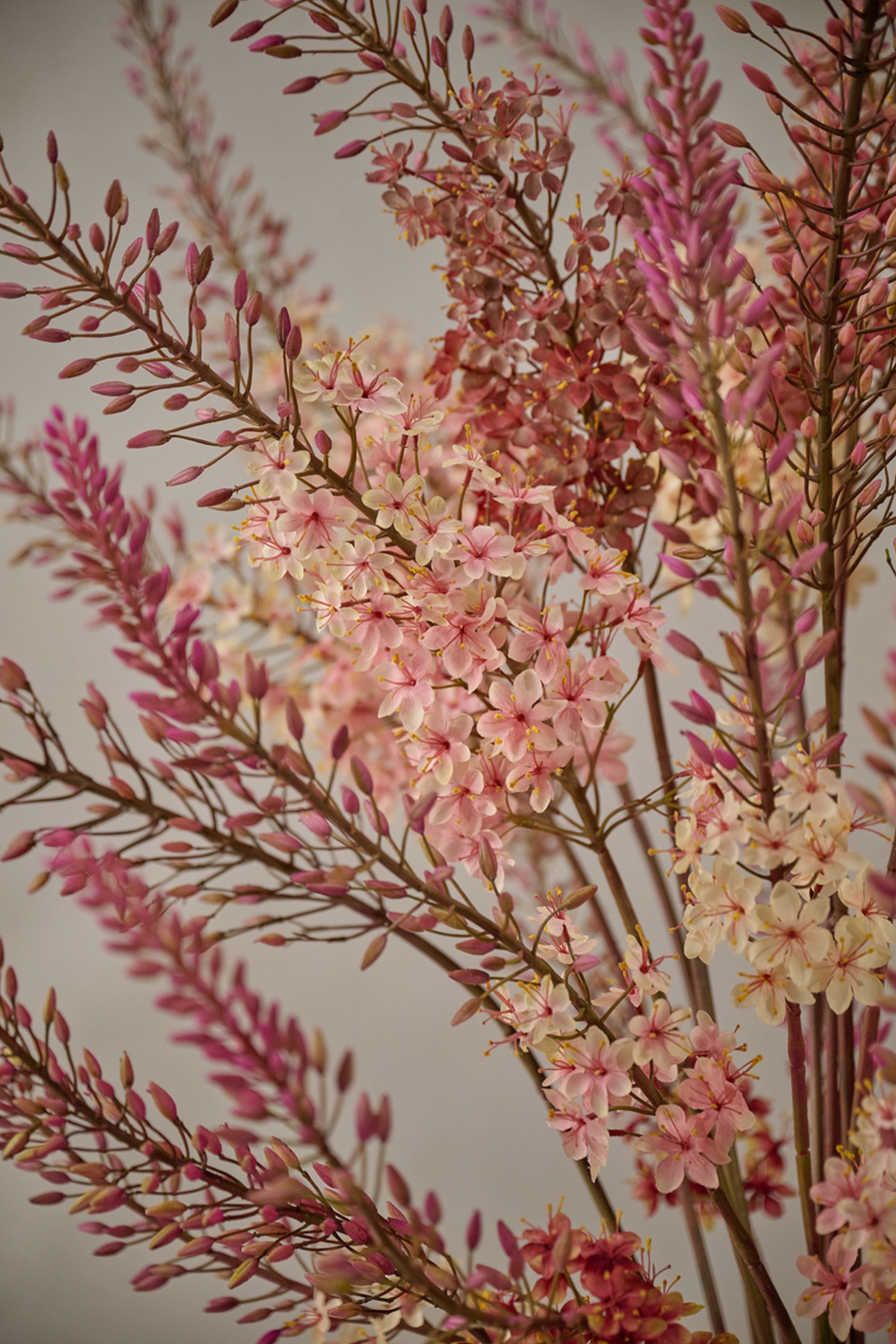 Eremurus Steel 161cm (Creme)
