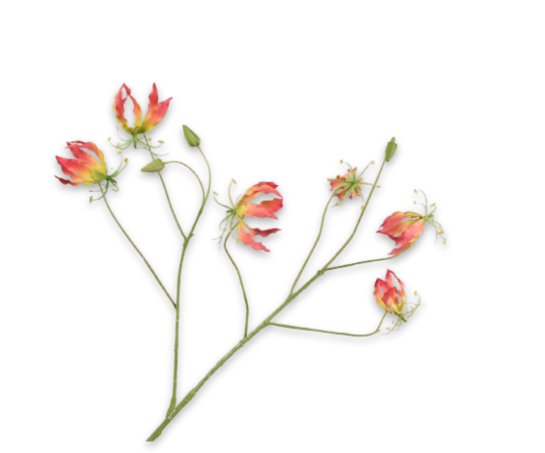 Gloriosa Tak 108cm (Rood/Geel)