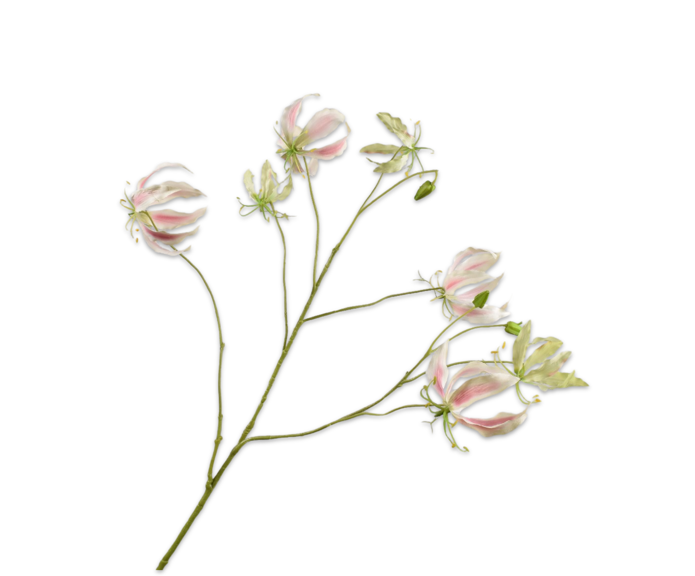 Gloriosa Tak 110cm (Lichtroze)