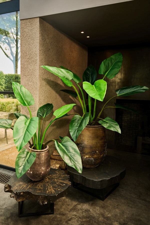Alocasia 122cm (Groen)