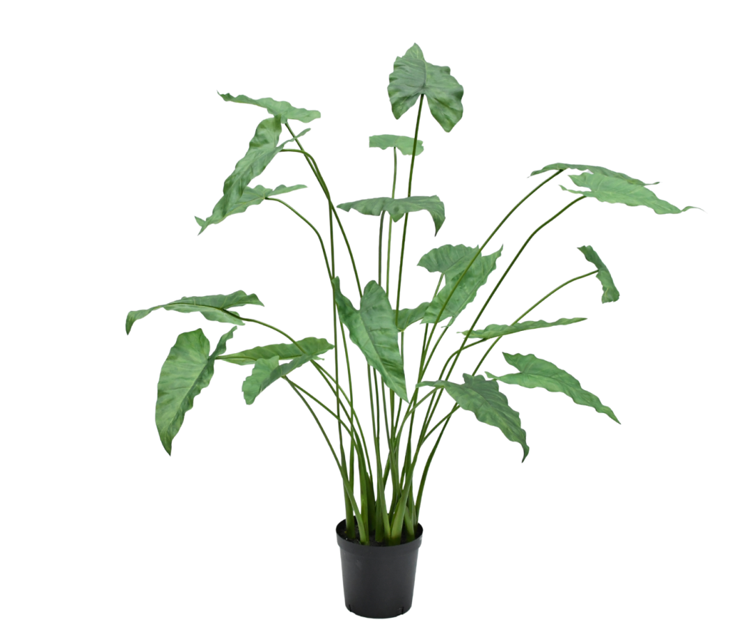 Alocasia in Pot 133cm (Groen)