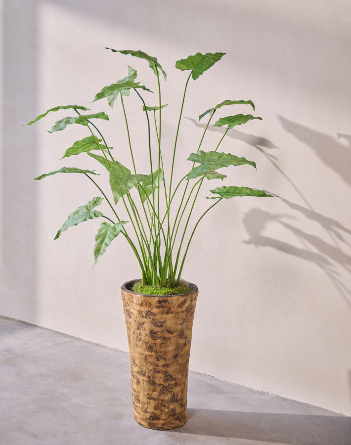 Alocasia in Pot 133cm (Groen)