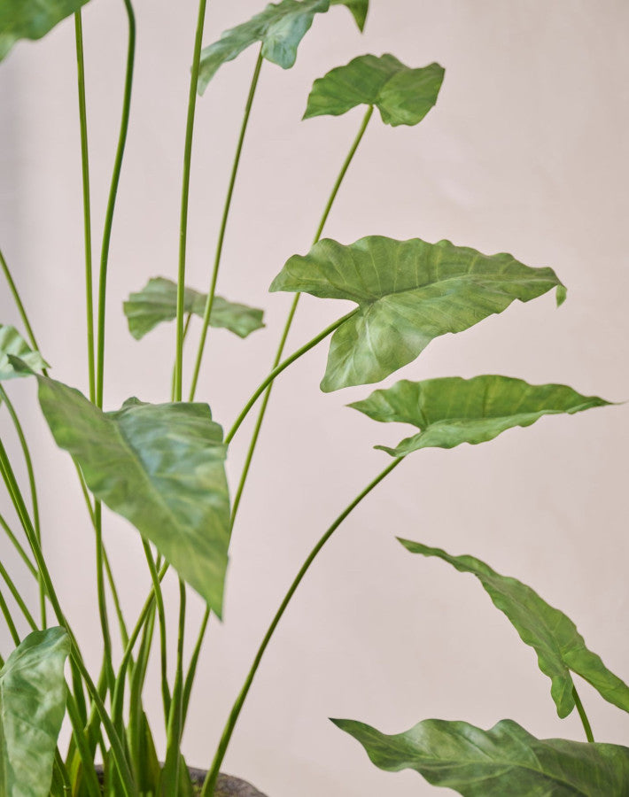 Alocasia in Pot 133cm (Groen)