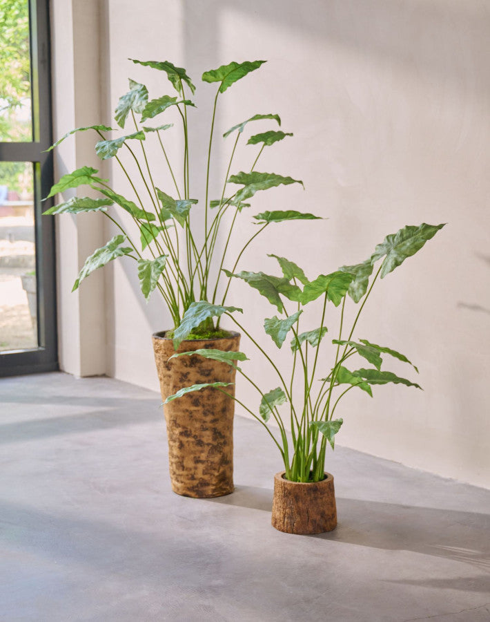 Alocasia in Pot 133cm (Groen)