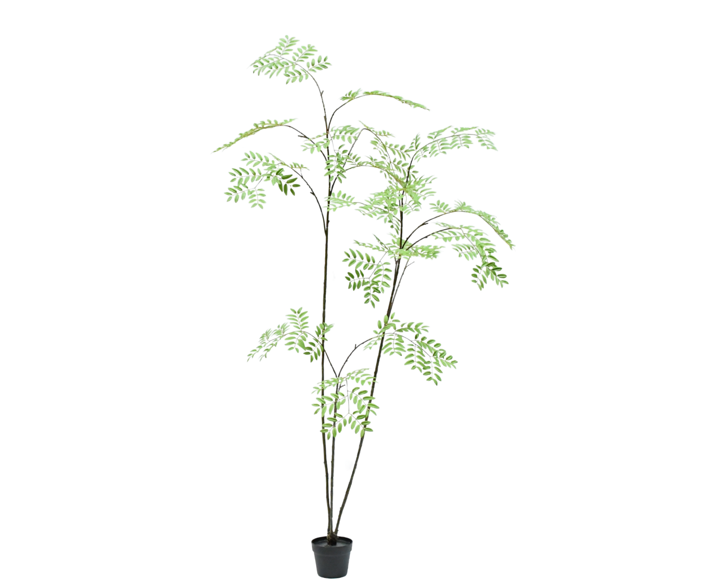 Aralia 235cm (Groen)
