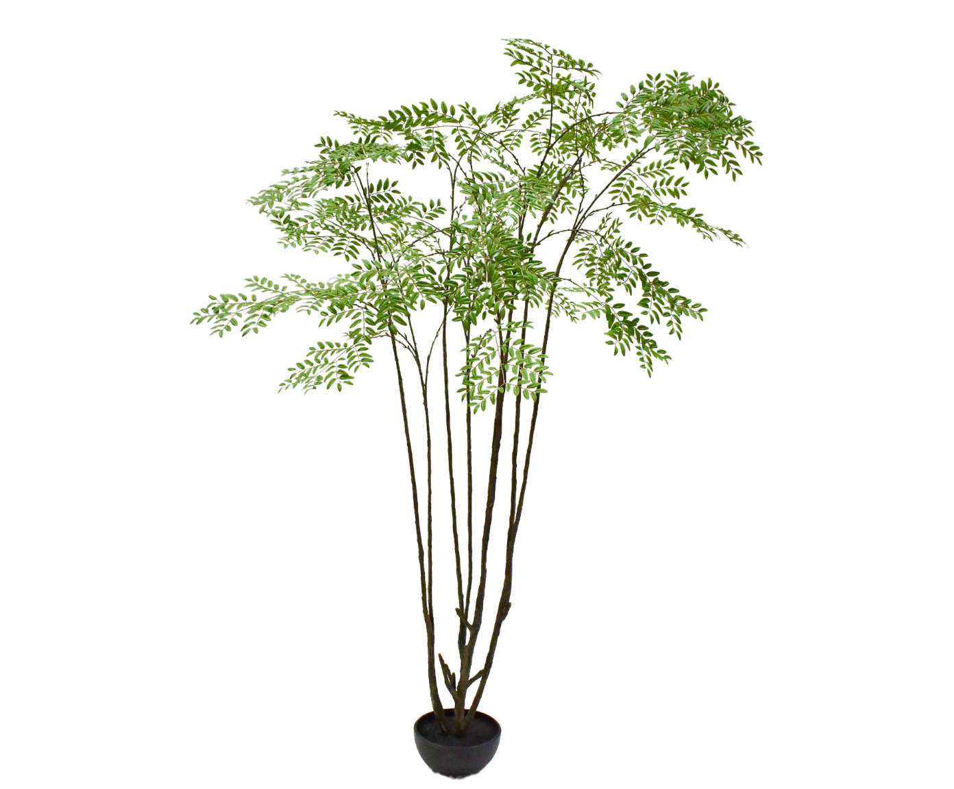 Aralia 240cm (Groen)