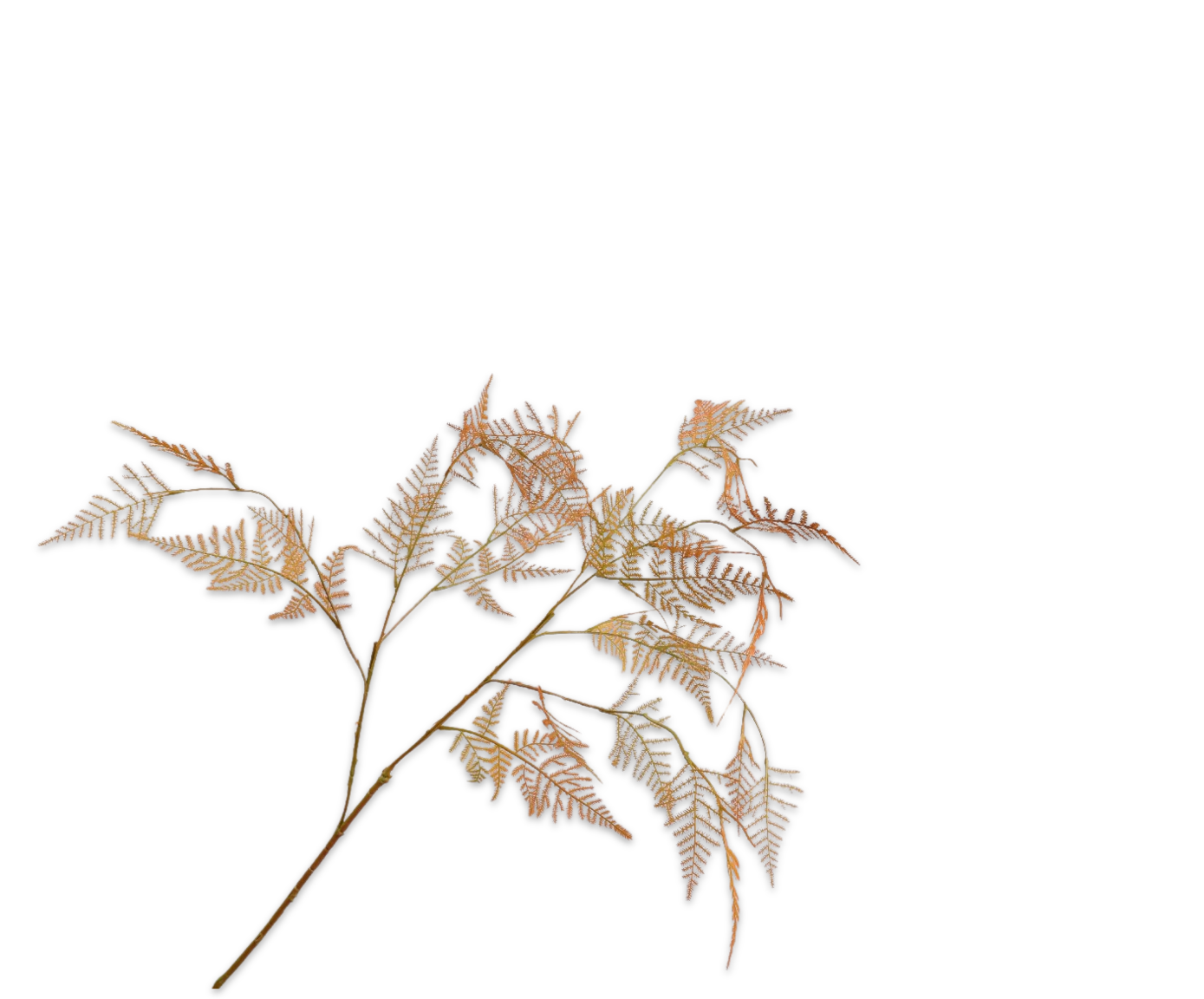Asparagus Tak 113cm (Oranje Light)