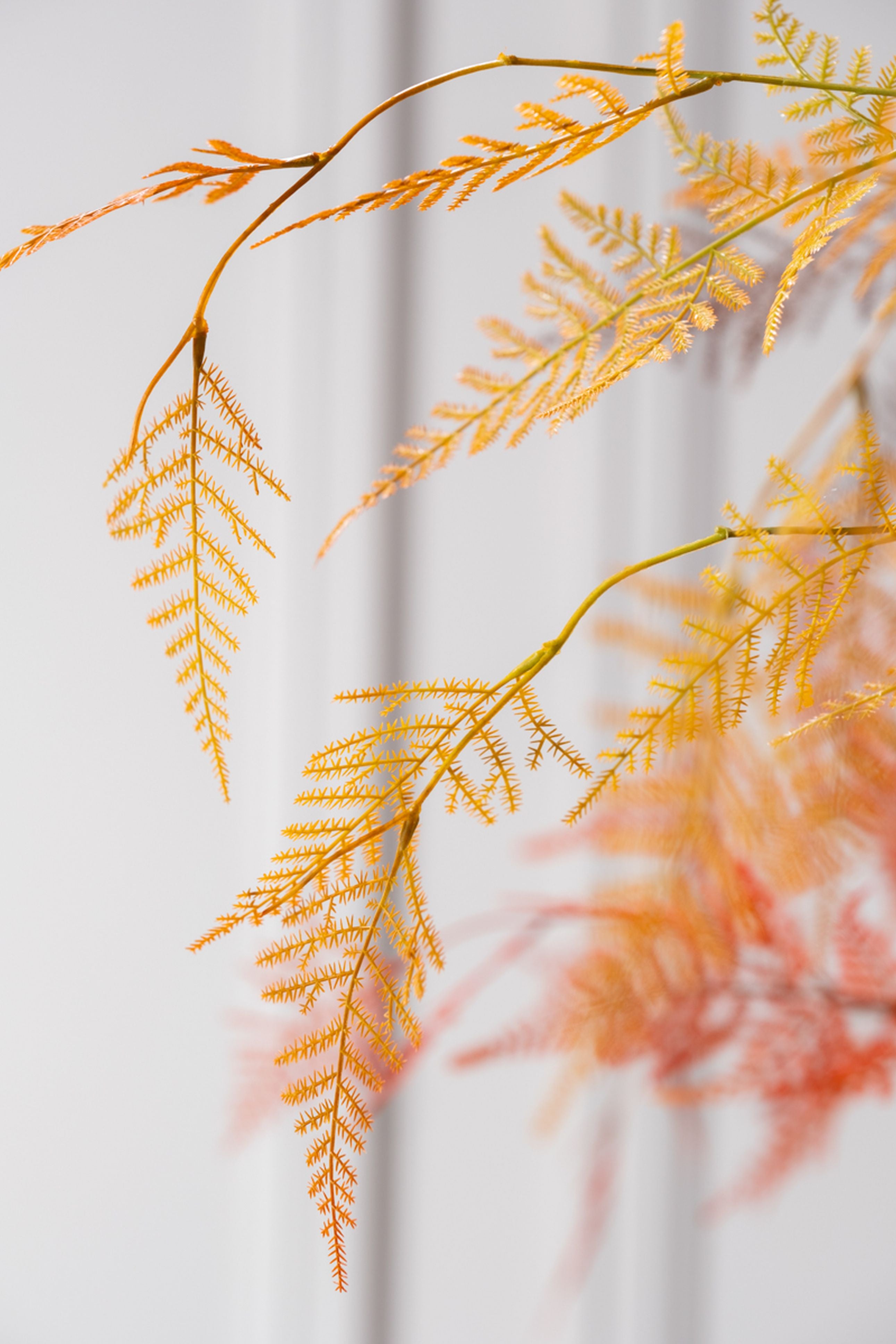 Asparagus Tak 113cm (Oranje Light)