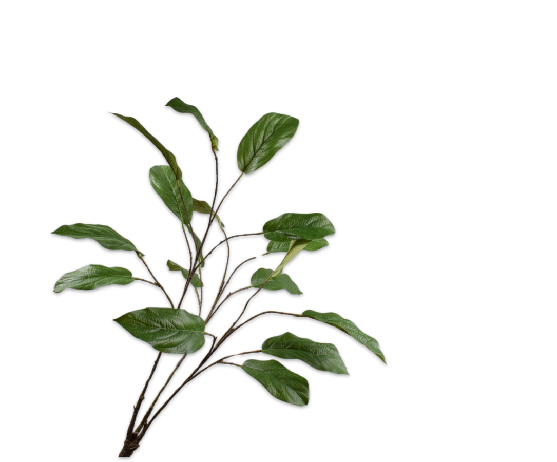 Bladtak Magnolia 96cm (Groen)