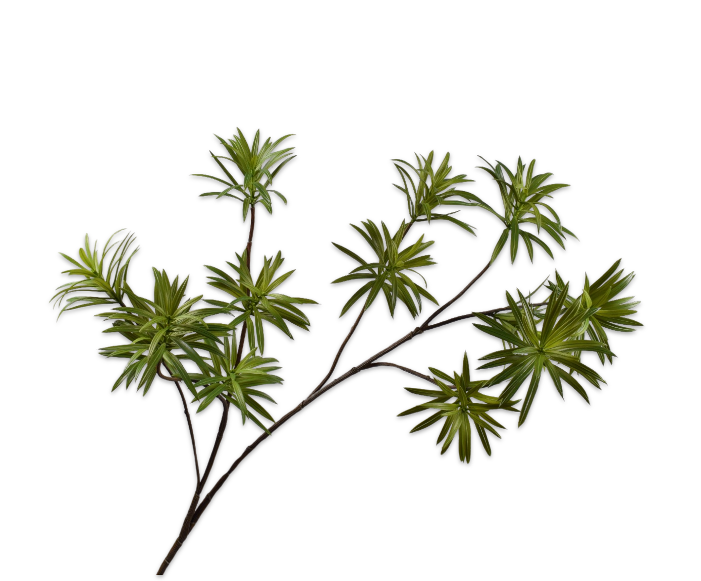 Bladtak Podocarpus 109cm (Licht Groen)