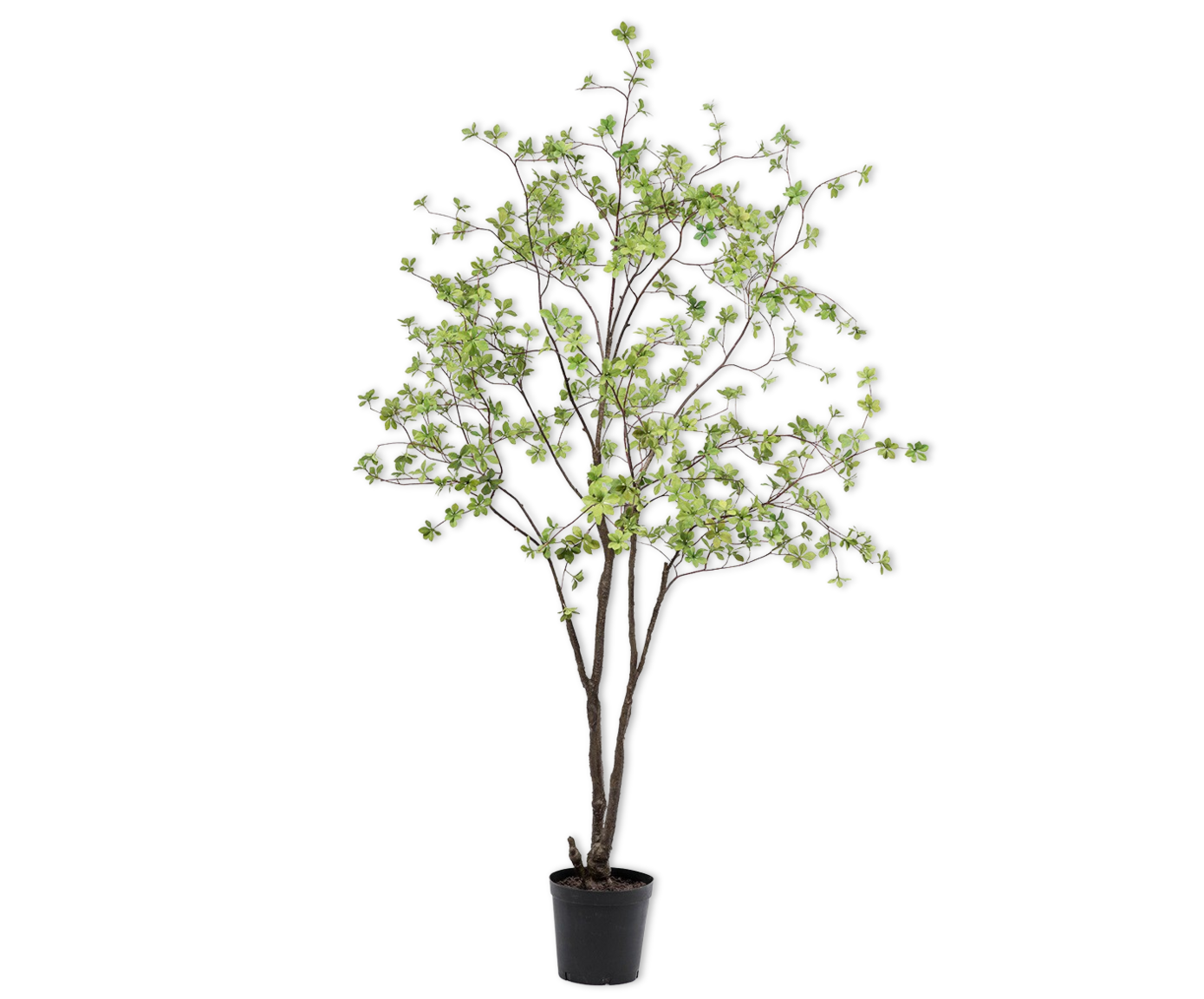 Bucida 218cm (Licht Groen)