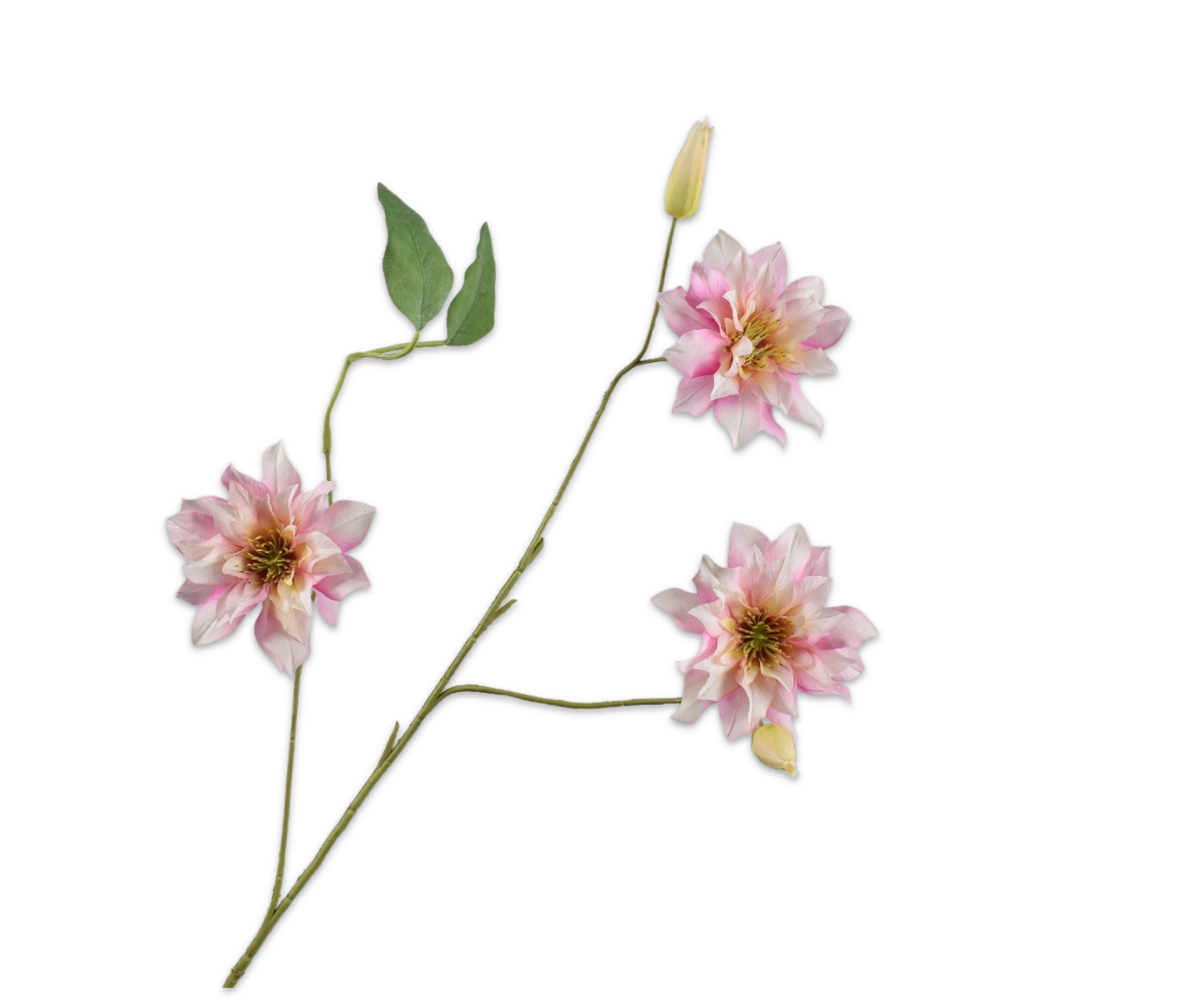 Clematis Tak 98cm (Creme/Roze)