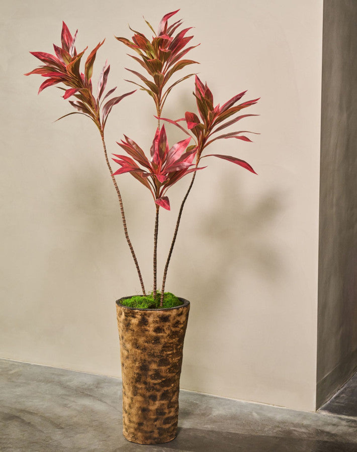 Cordyline in Pot 150cm (Bruin)
