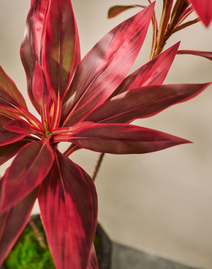 Cordyline in Pot 150cm (Bruin)