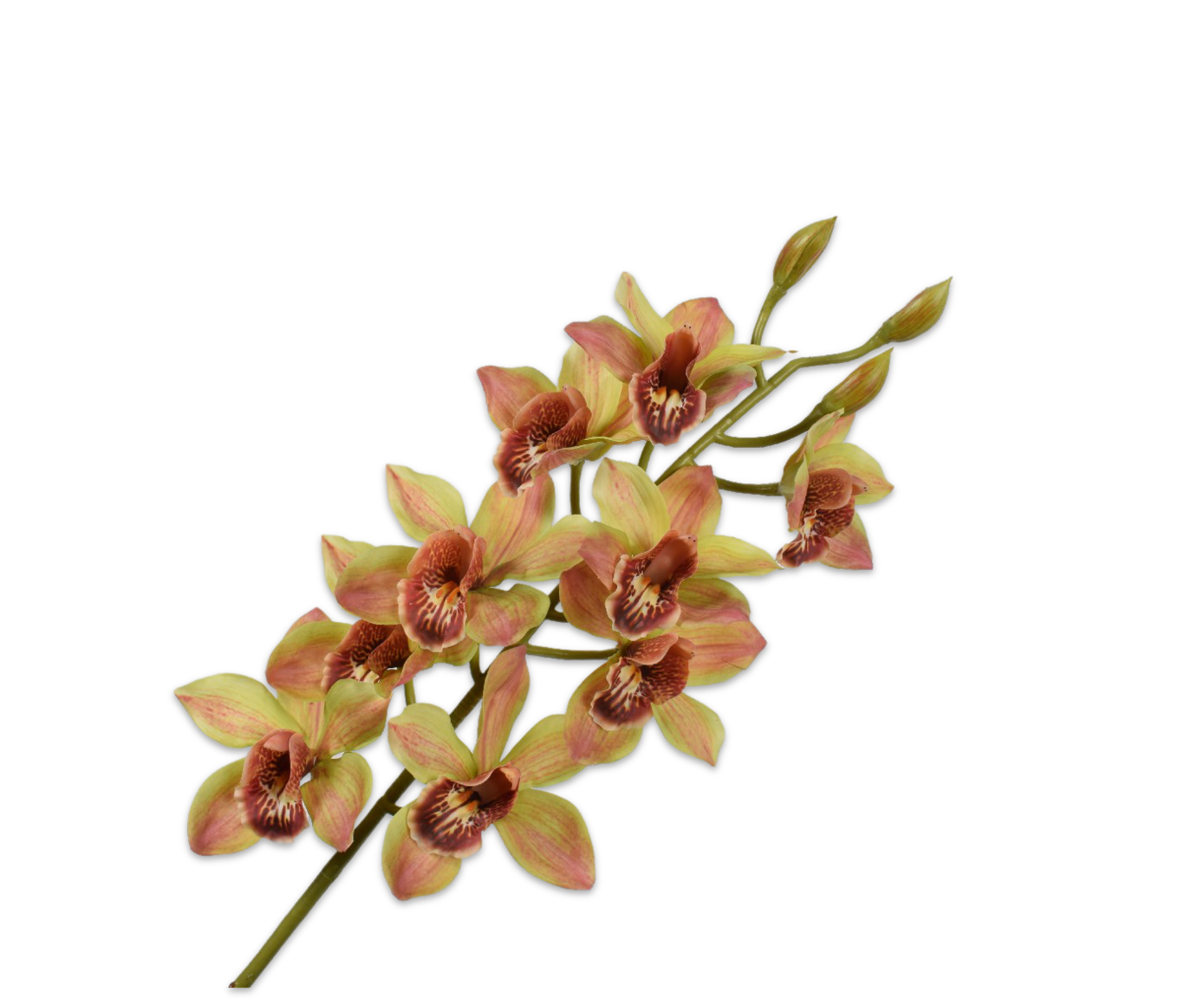 Cymbidium Steel 93cm (Groen)