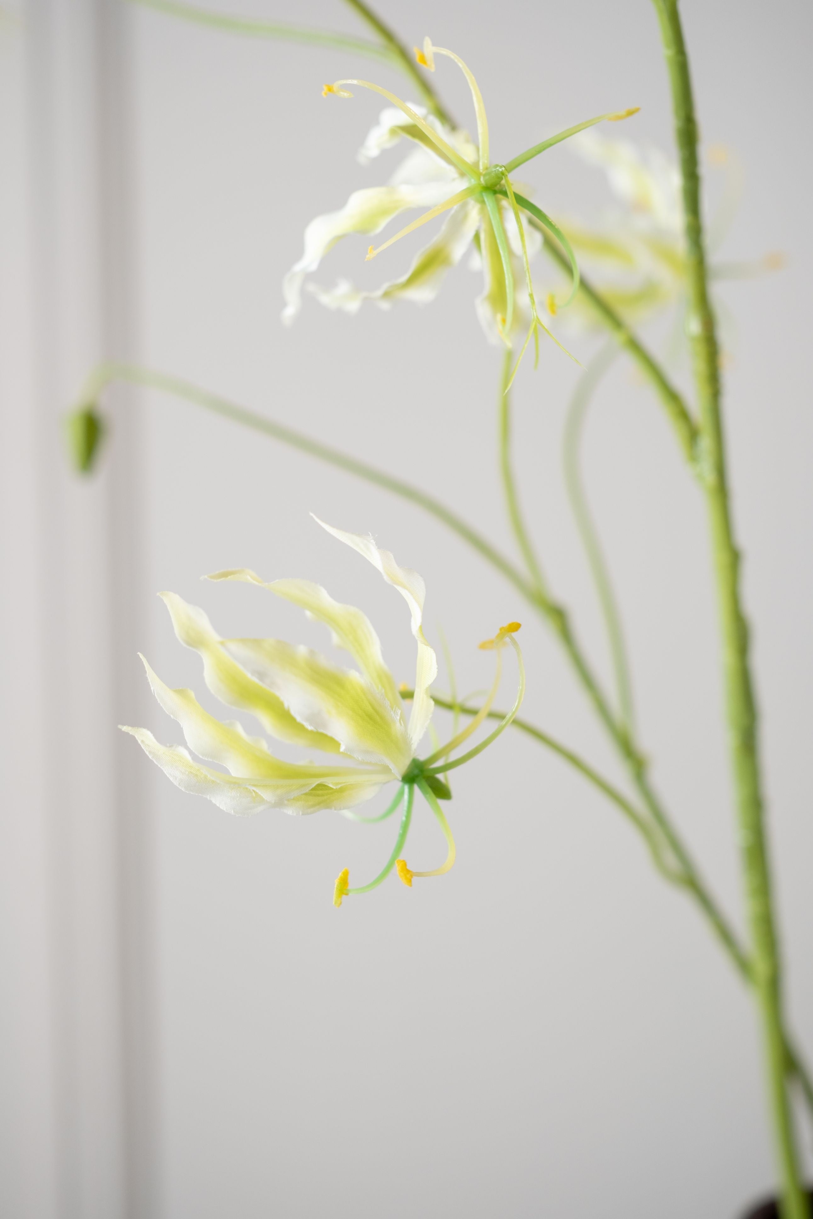 Gloriosa Tak 108cm (Wit/Groen)