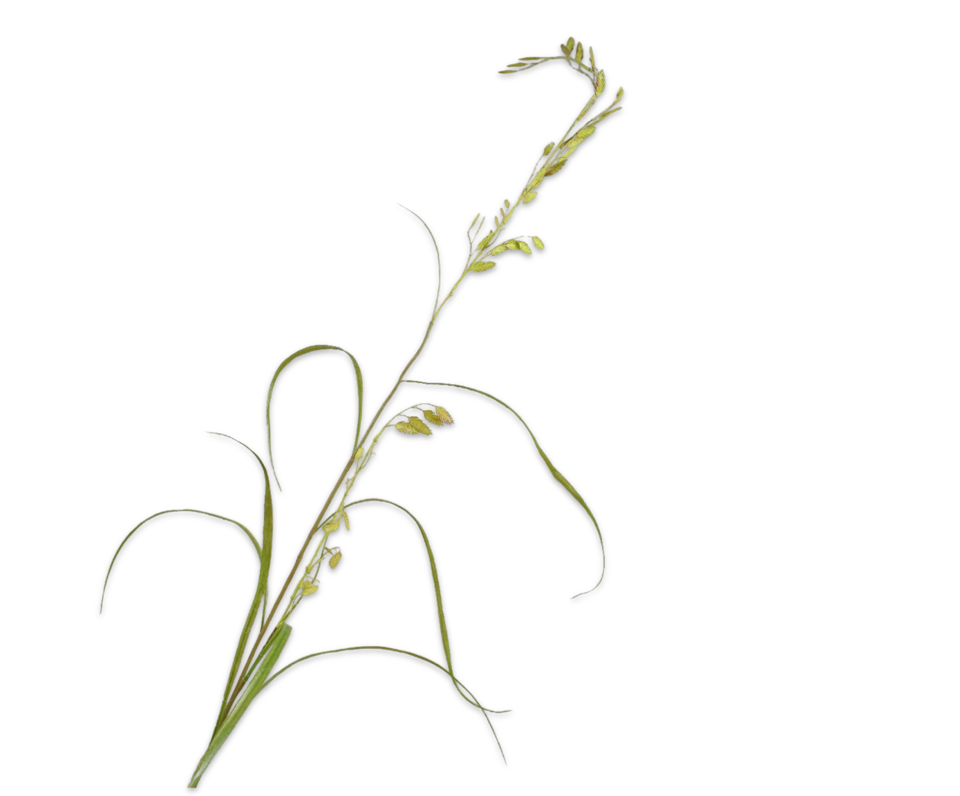 Gras Tak 156cm (Groen)